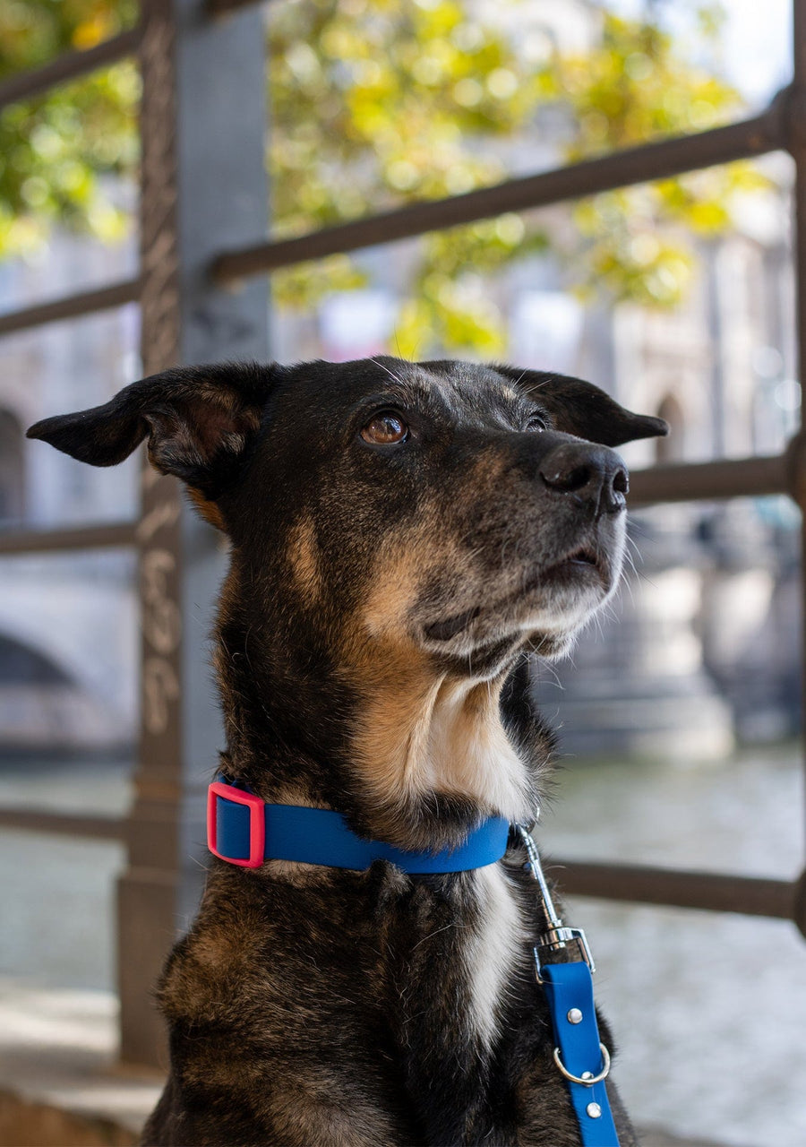 Hund mit veganem Set in dunkelblau von SUNNY BERLIN