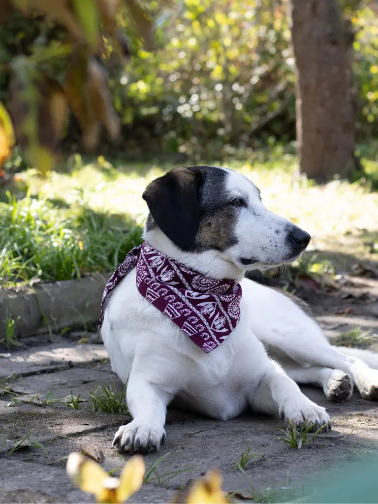 Weißer Hund mit dunkler Geschtshälfte liegend und trägt ein Halstuch in auberginefarben von SUNNY BERLIN