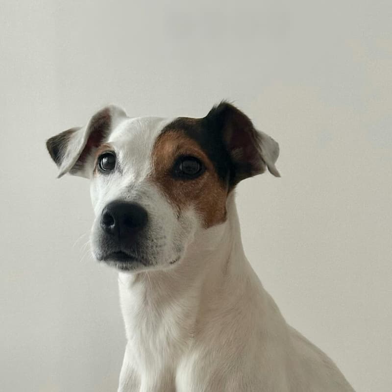 Jack Russell Terrier sitzt vor weißem Hintergrund