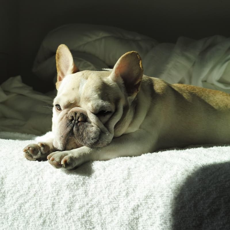 Französische Bulldogge liegt auf einer weißen Decke