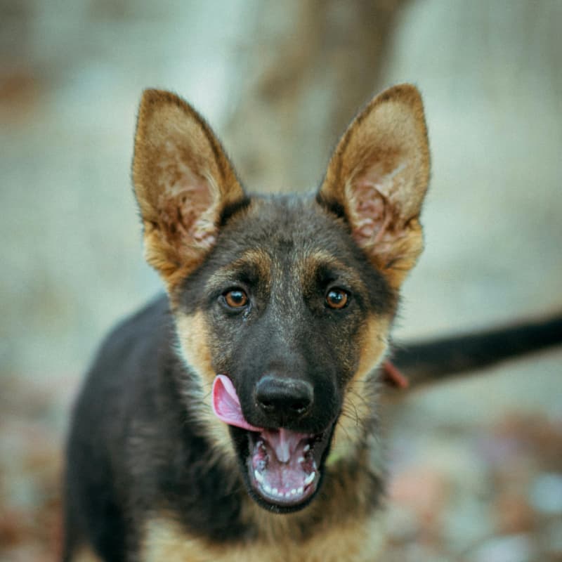 Junger Schäferhund blickt in die Kamera