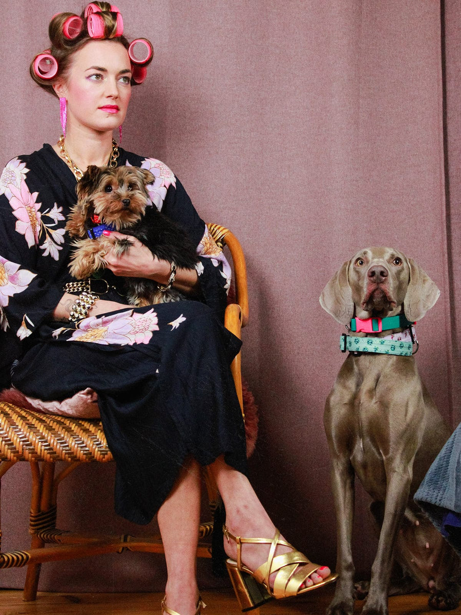 Weimaraner trägt bunte Hundehalsbänder von SUNNY BERLIN. Neben ihm sitzt einweibliches Model mit rosa Lockenwicklern auf dem Kopf und hält einen Yorkshire Terrier im Arm