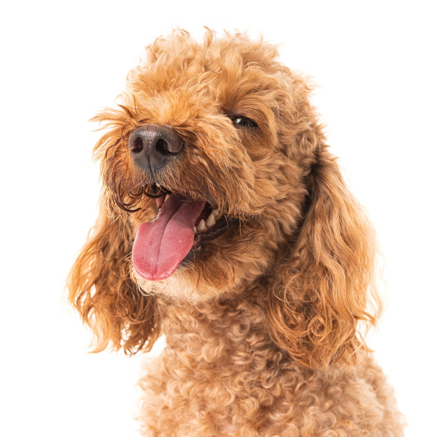 ZAHNPFLEGE BEIM HUND – WARUM SIE SO WICHTIG IST