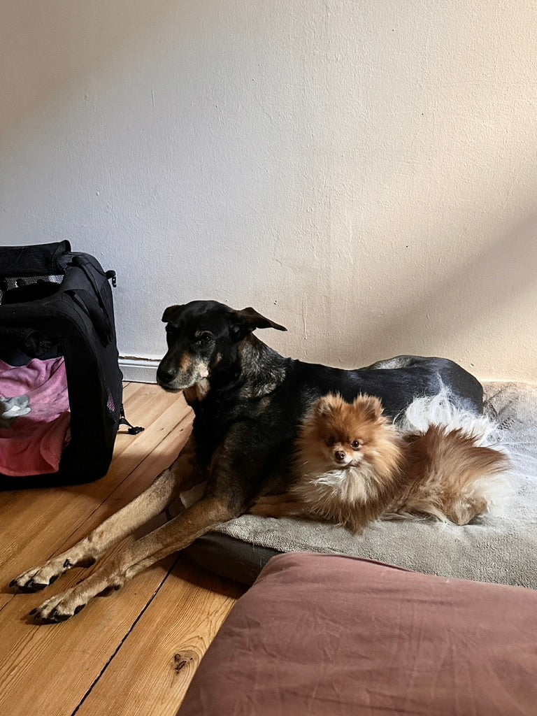 SOLL ES EINER MEHR SEIN? ZWEITHUND – PRO & CONTRA