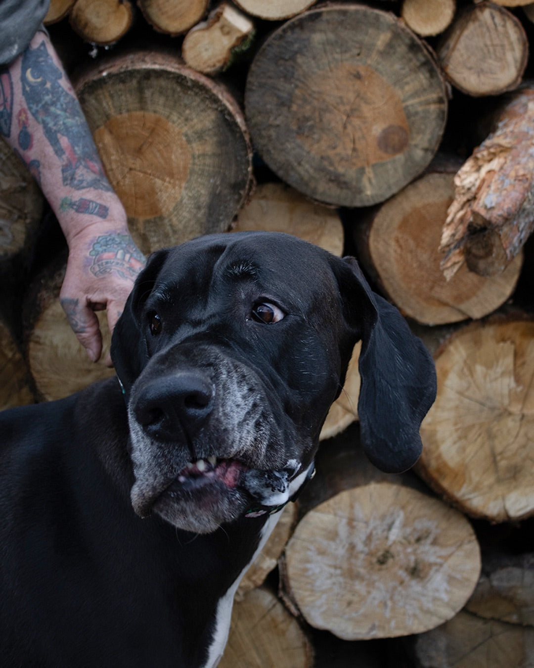 RUND UM DIE HUNDEERZIEHUNG – BERLINER HEIMTIERRUNDE