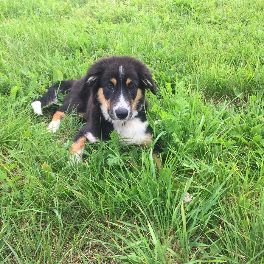 ZECKENSCHUTZ FÜR DEINEN HUND – INFOS UND TIPS ZUM THEMA ZECKEN