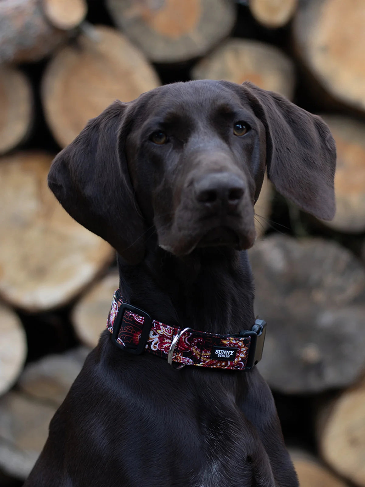 AUSGEFALLENE HUNDEHALSBÄNDER