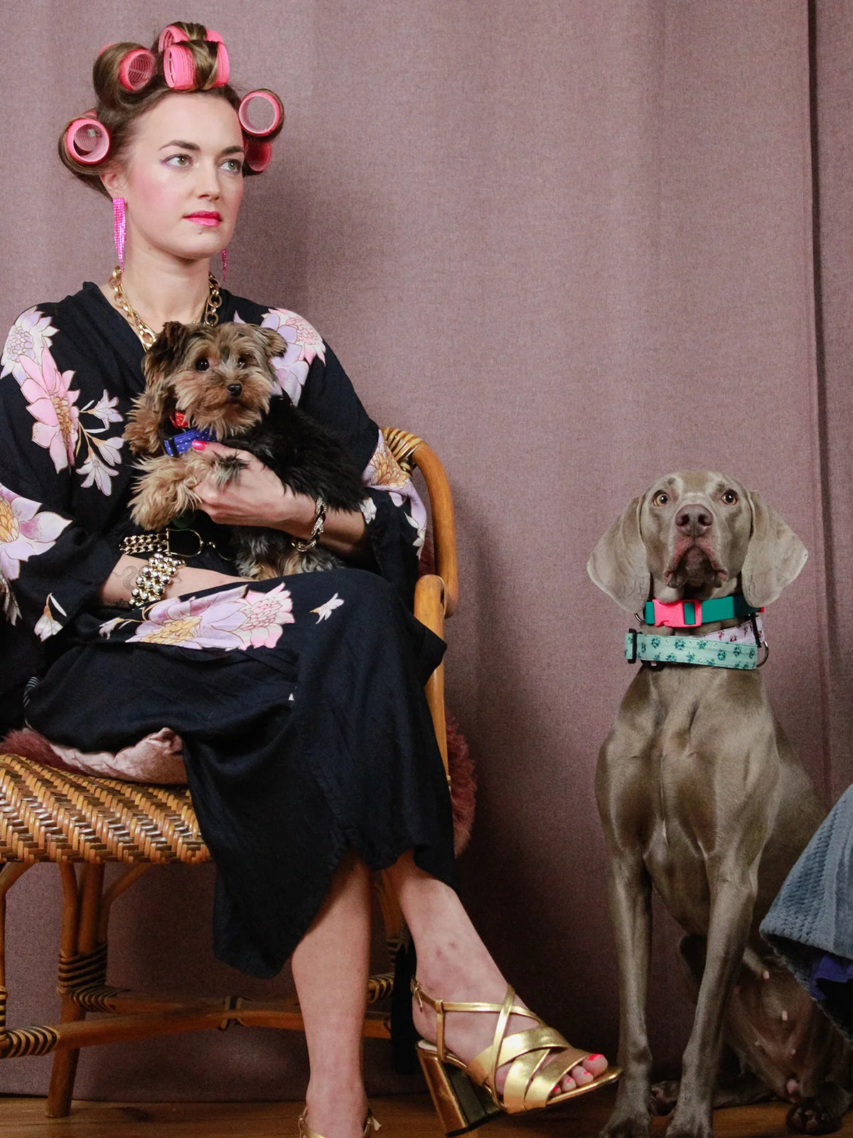 Deutsch Kurzhaar trägt ein Hundehalsband von SUNNY BERLIN mit Paisley Motiv