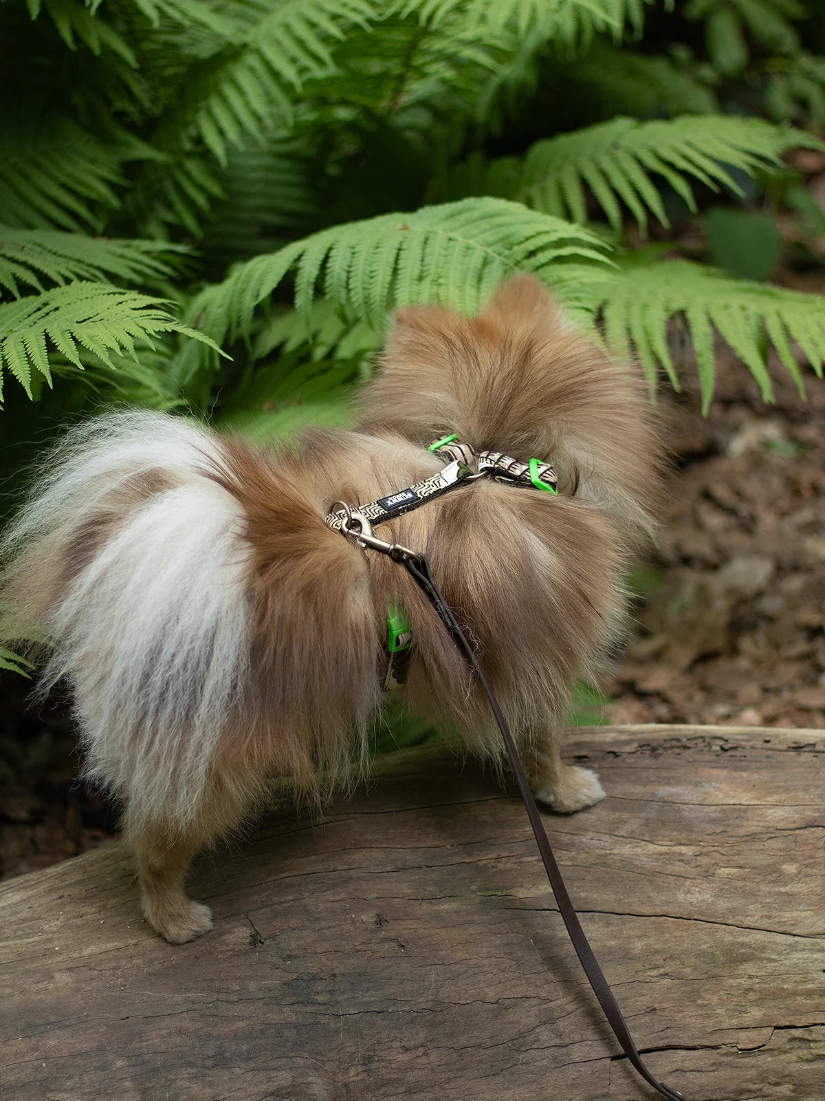 Chihuahua sitzend auf Retro Stuhl vo reiner Vintage Tapete. Er trägt ein Hundehalsband von SUNNY BERLIN mit Paisley Motiv. 