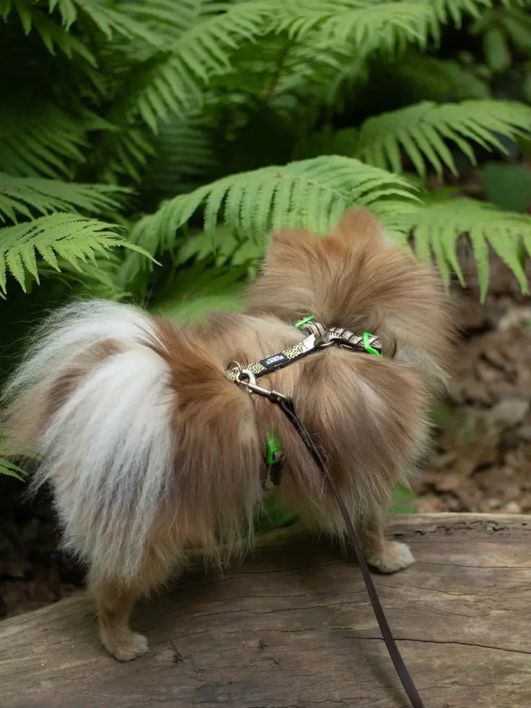 Chihuahua sitzend auf Retro Stuhl vo reiner Vintage Tapete. Er trägt ein Hundehalsband von SUNNY BERLIN mit Paisley Motiv. 