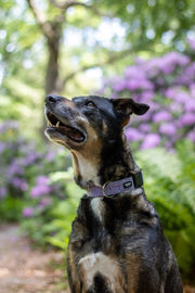 Hundehalsband Boho – Punkte Design – Ivy & Toto