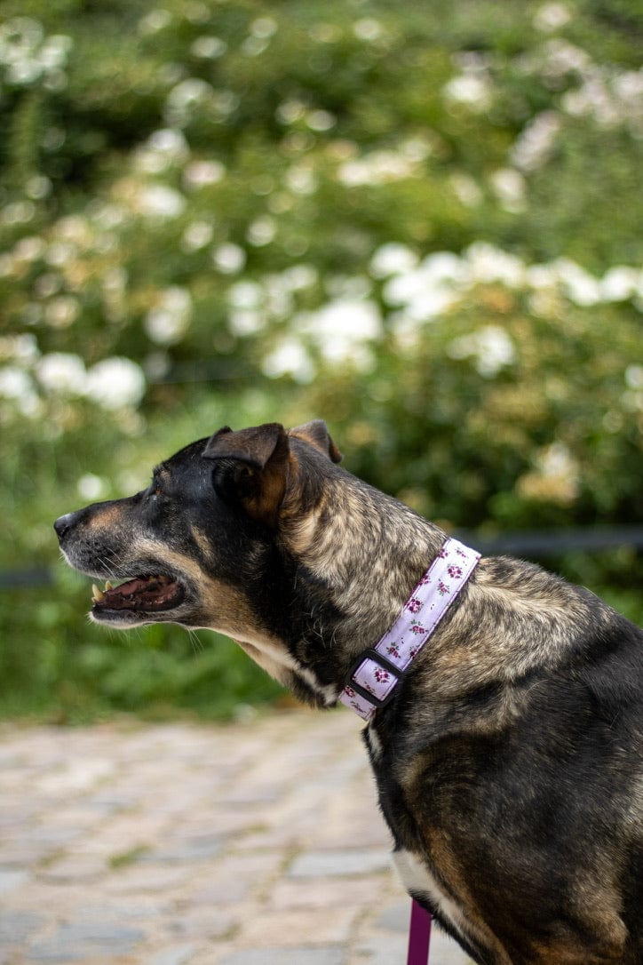 Schäferhund Mix trägt ein Hundehalsband mit Blumenmuster in rosa  von SUNNY BERLIN