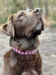 Brauner Labrador trägt ein Hundehalsband mit Streifen Muster in braun und rosa von SUNNY BERLIN