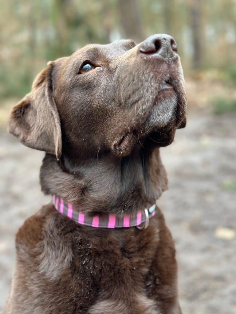 Brauner Labrador trägt ein Hundehalsband mit Streifen Muster in braun und rosa von SUNNY BERLIN