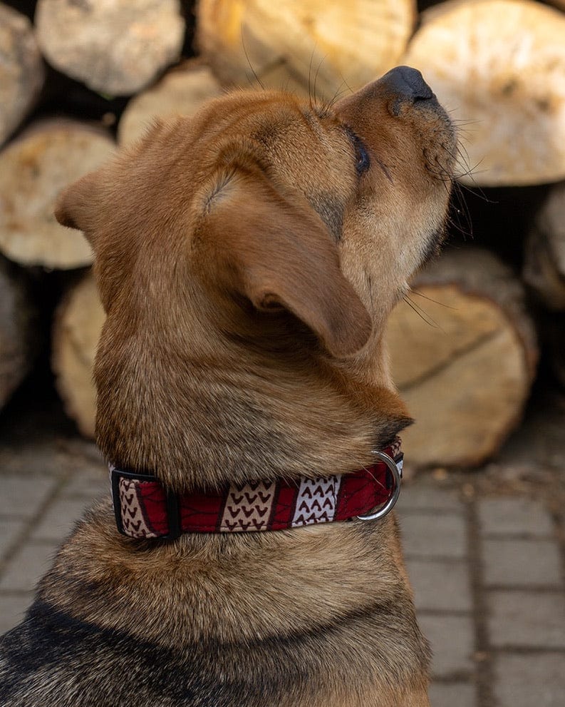Hellbrauner Hund trägt ein Hundehalsband mit Ethno Muster von SUNNY BERLIN