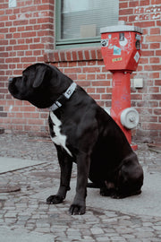 Dog Collar Boho – Paisley Pattern – Shana & Duke