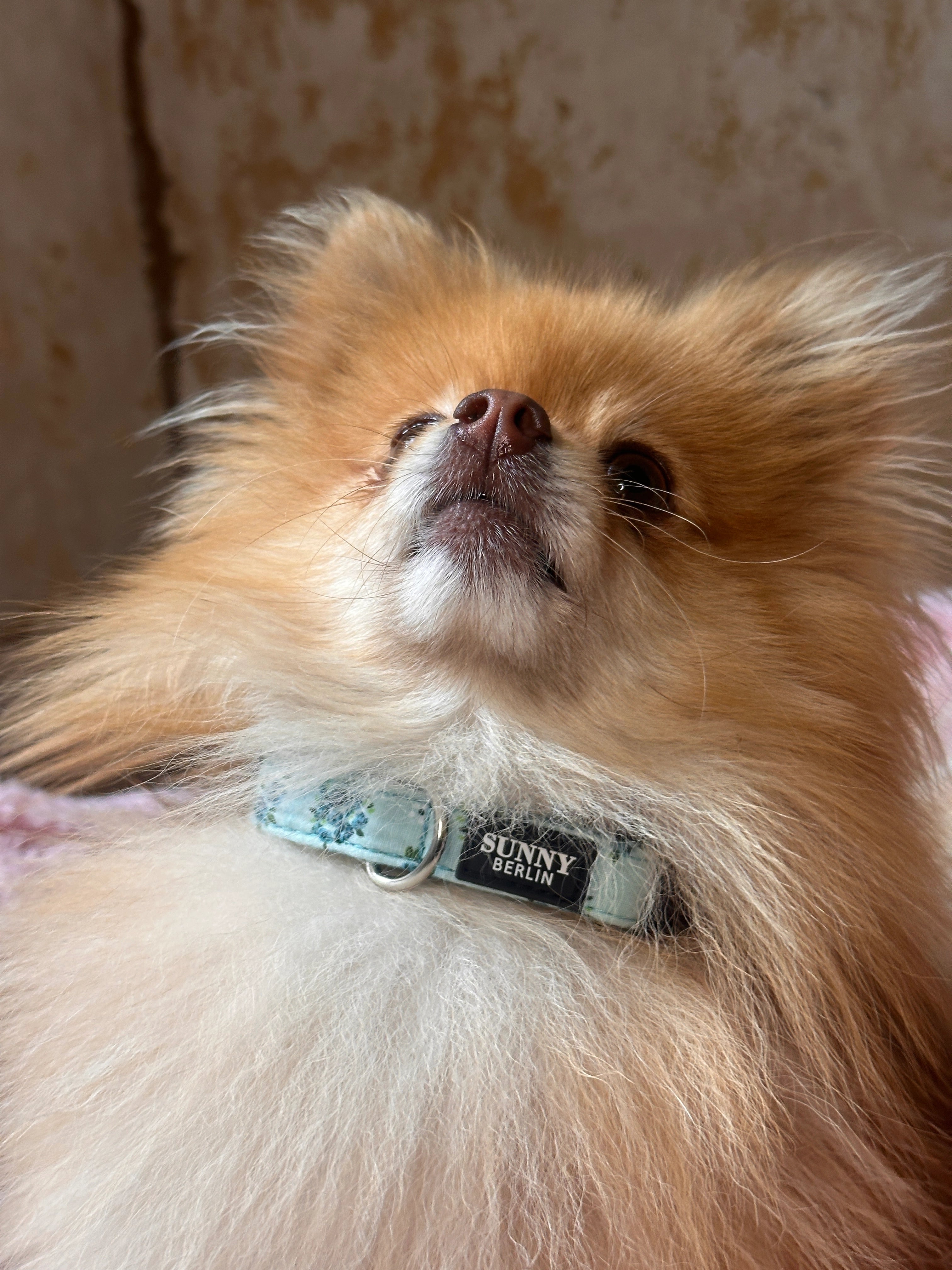 Hundehalsband Boho – Blumendesign – Blue Rose