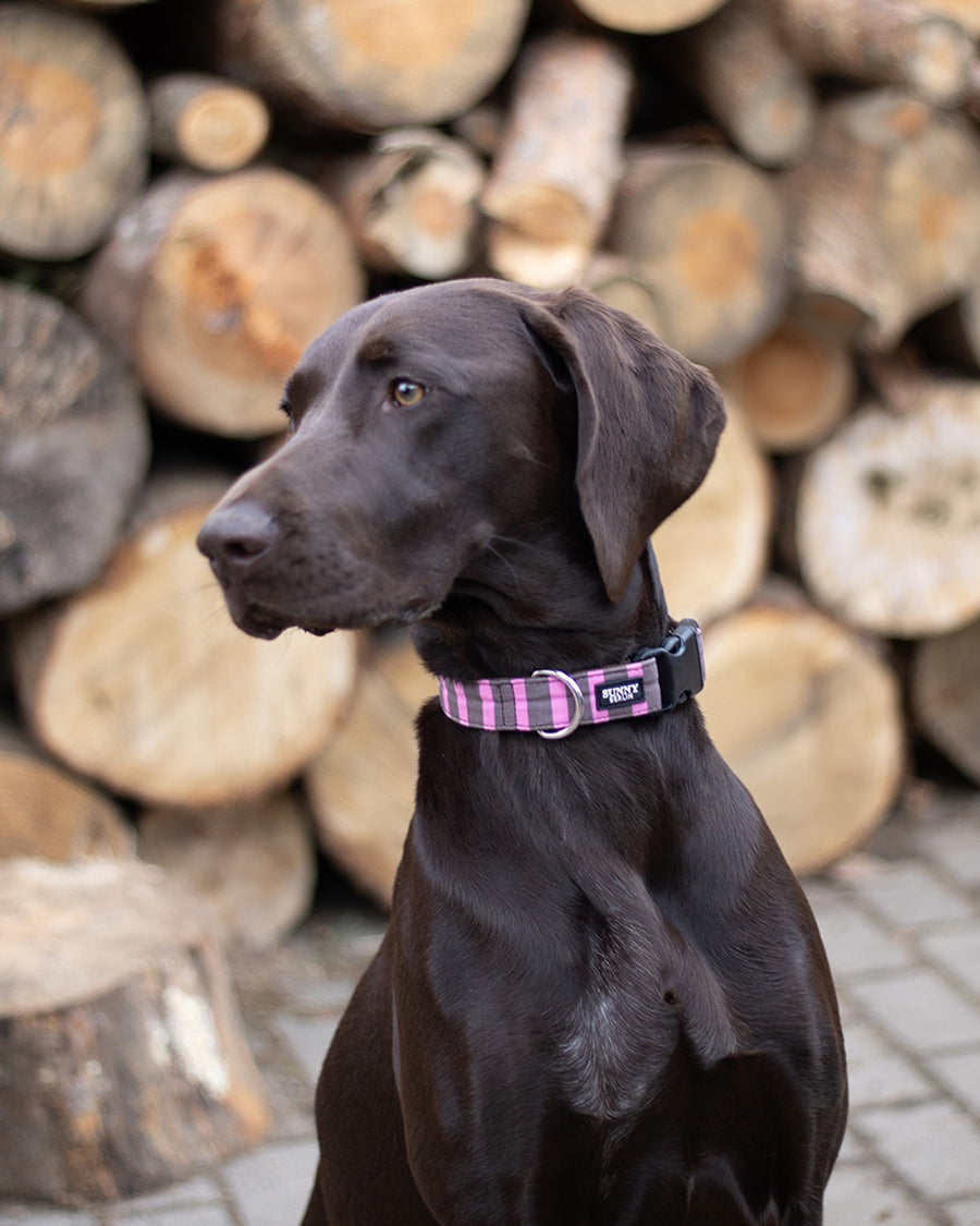Dunkelbrauner Hund sitzend vor Holzwand. Er trägt ein Hundehalsband aus Gurtband und Stoff in braun mit Streifen in rosa und braun von Sunny Berlin. Schließe aus Kunststoff in schwarz. D-Ring in silber