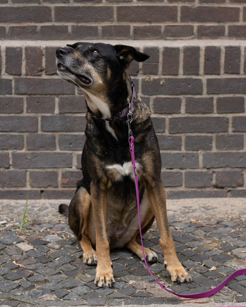 Schäferhund Mix trägt ein Hundehalsband mit Ethno Muster von SUNNY BERLIN