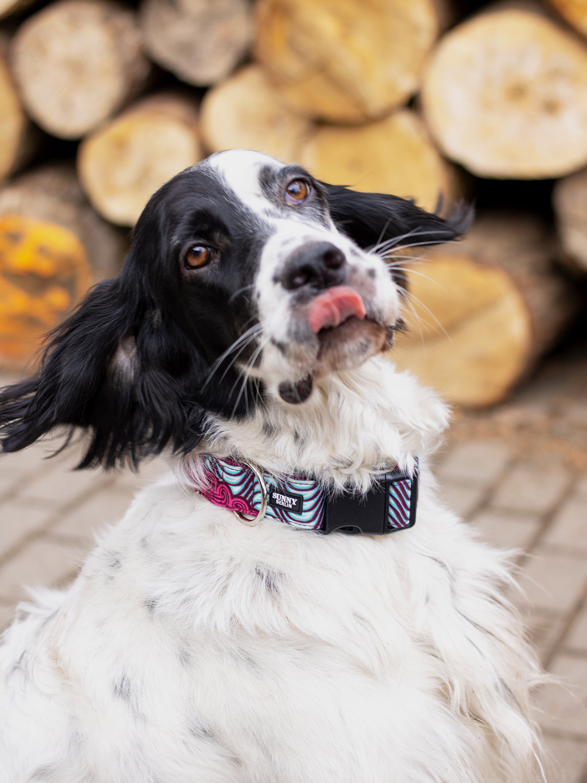 Schwarz-weißer Hund mit rausgestreckter Zunge und einem bunten Hundehalsband