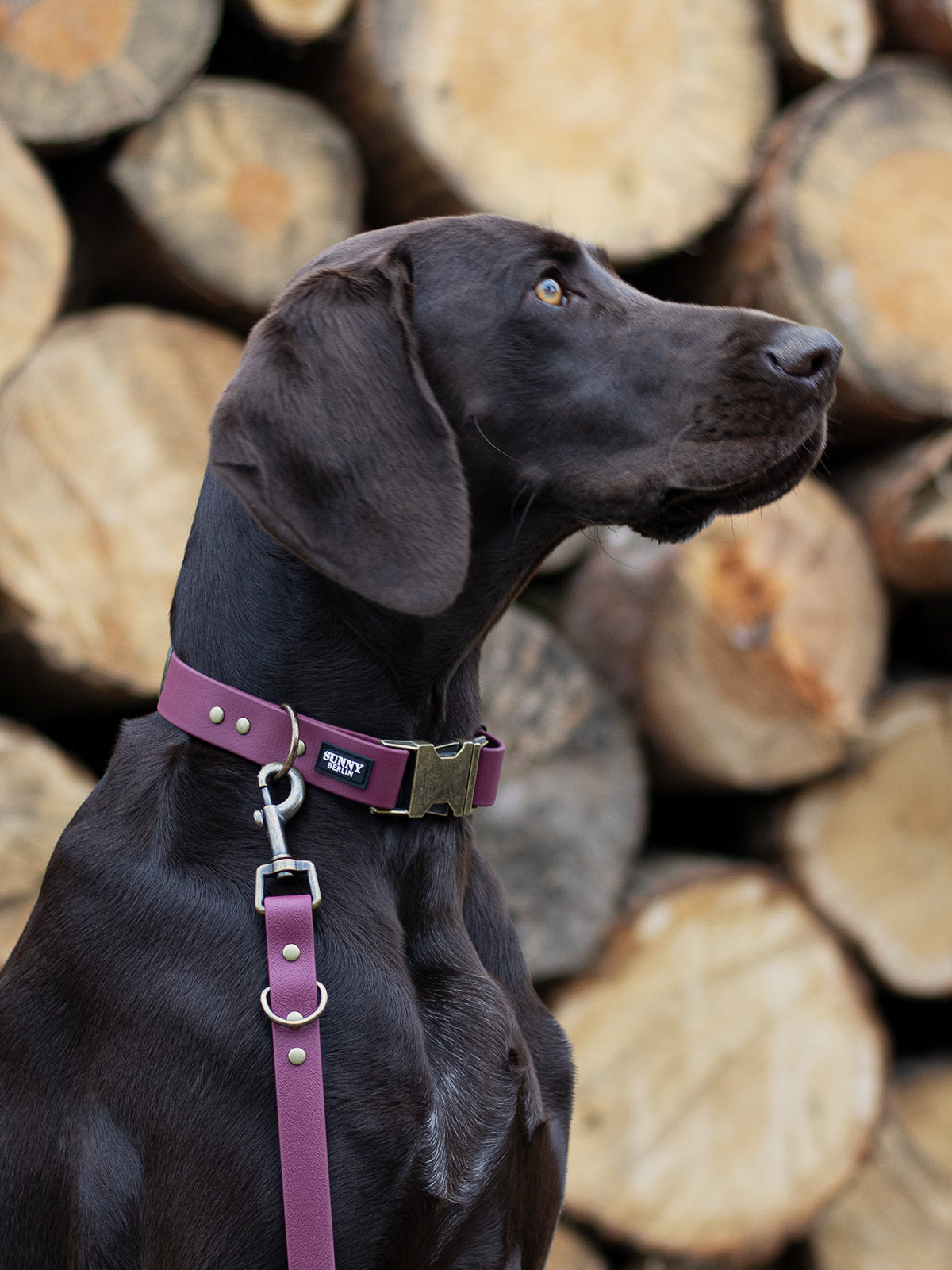 Brauner Hund mit Halsband und Leine in weinrot
