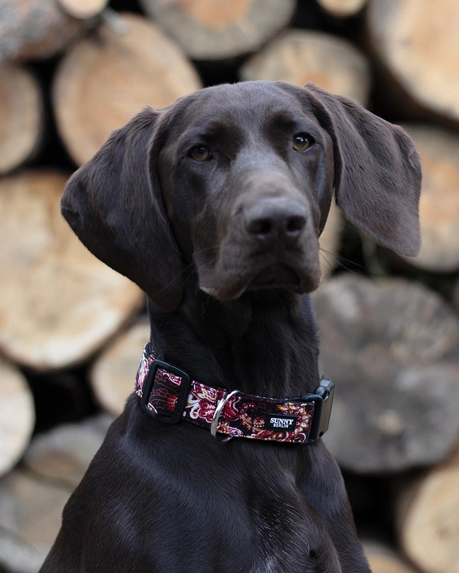 Dog Collar Boho – Paisley Pattern – Joy & Ted
