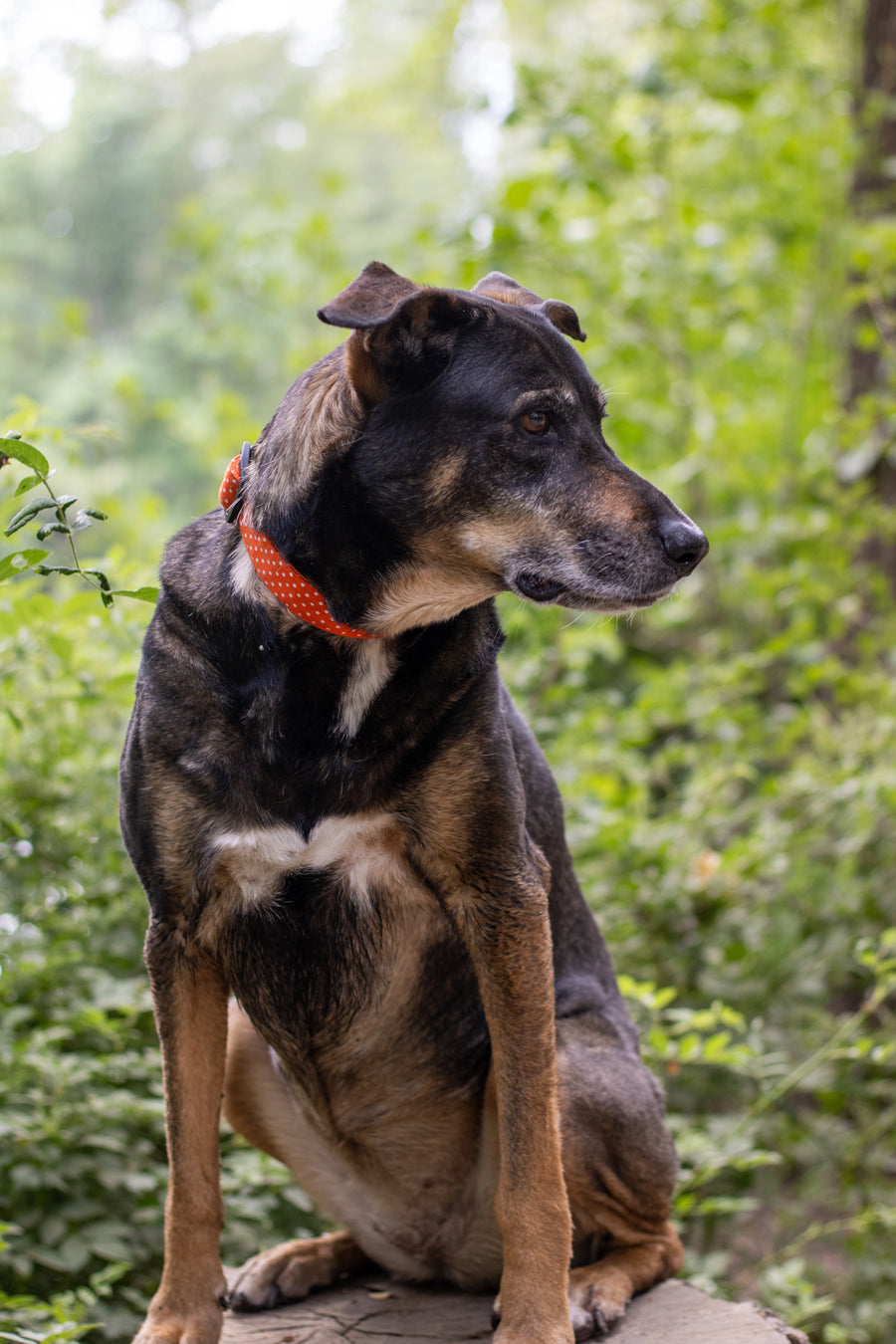 Dog Collar – Boho – Polka Dot Pattern – Sally & Capper