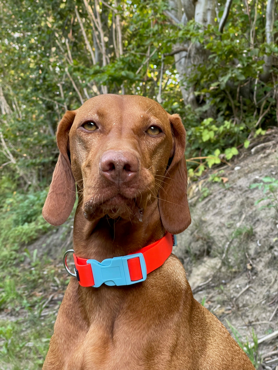 Vizsla Hund in der Natur mit einem Halsband in orange mit hellblauer Schließe von Sunny Berlin