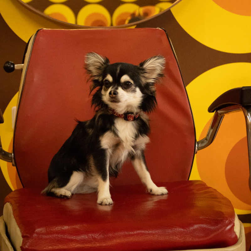Ein Chihuahua sitzt vor einer Retro Tapete auf einem roten Ledersessel. Er trägt ein Hundehalsband von SUNNY BERLIN 