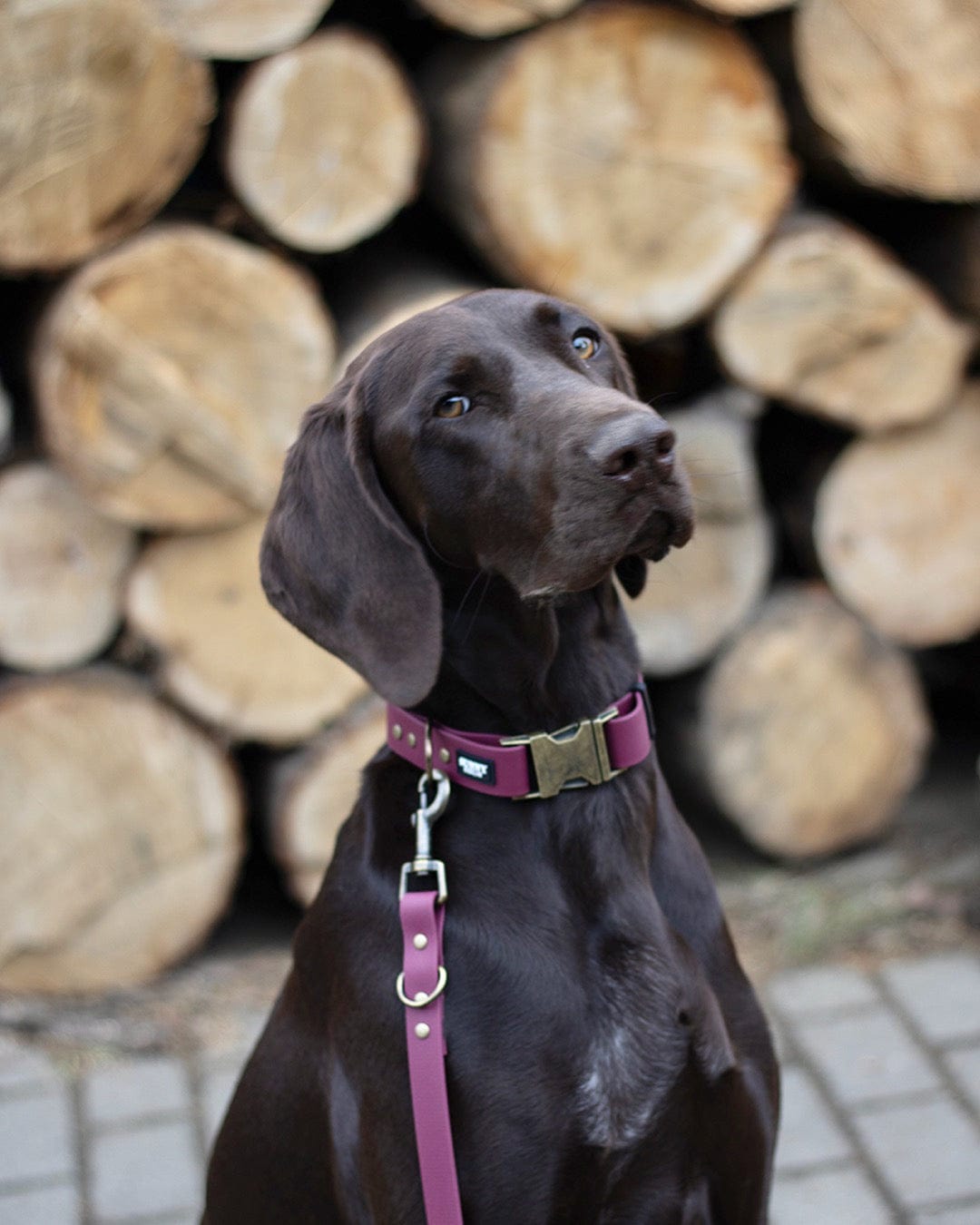 Deutsch Kurzhaar trägt ein Set aus Biothane in weinrot, im Vintage Look, von SUNNY BERLIN