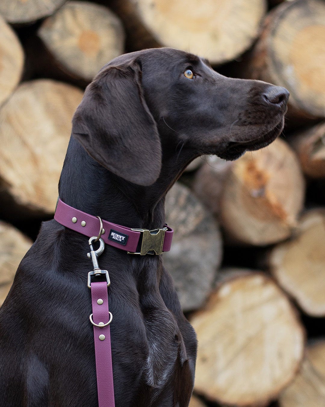Deutsch Kurzhaar trägt ein weinrotes Biothane Set im Vintage Look von SUNNY BERLIN