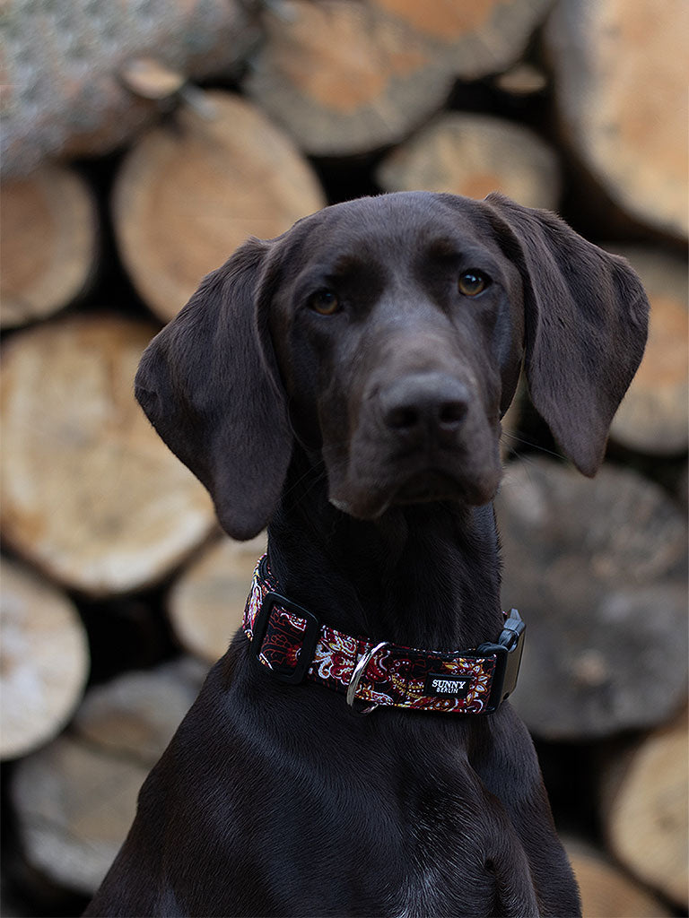 Deutsch Kurzhaar trägt ein Hundehalsband mit Paisley Muster von SUNNY BERLIN