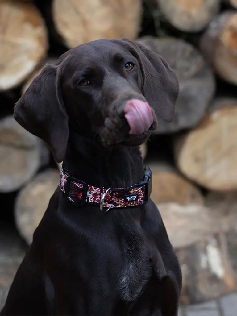 Deutsch Kurzhaar trägt ein Hundehalsband von SUNNY BERLIN mit Paisley Muster