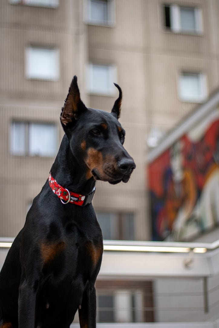 Ein Dobermann sitzend vor einem Haus. er trägt ein rotes Hundehalsband mit Blumenmuster von SUNNY BERLIN