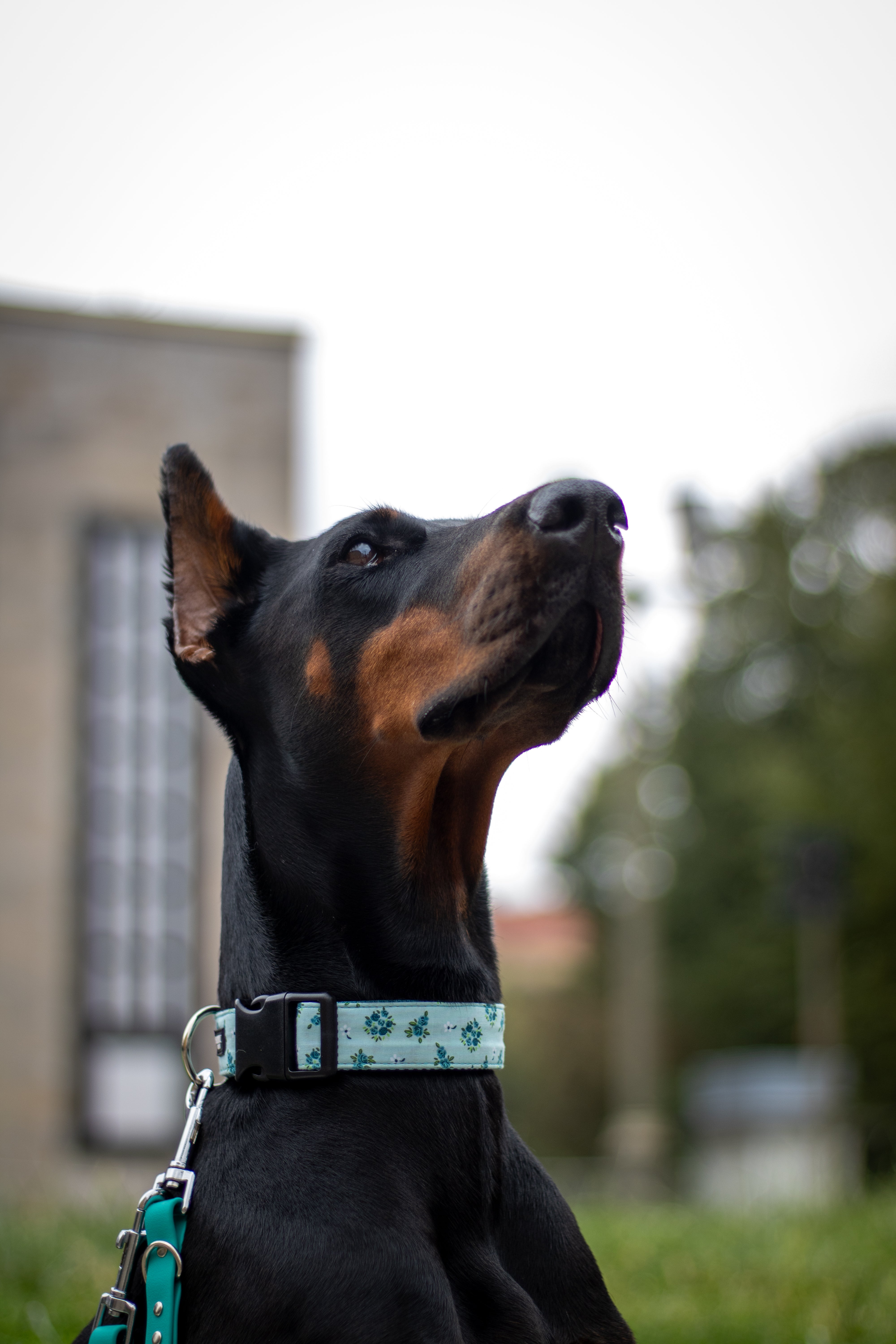 Dobermann trägt Hundehalsband mit Blumenmuster in türkis und schwarzem Verschluss von SUNNY BERLIN