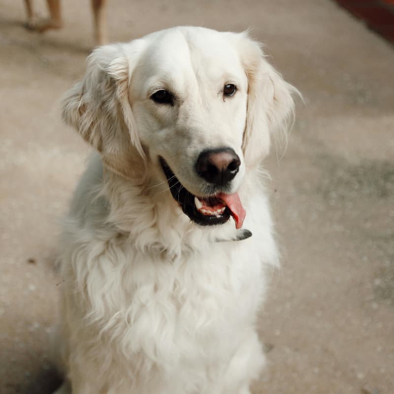 Ein weisser Golden Retriever sitzend mit rausgestreckter Zunge