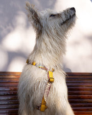 Weißer Hund trägt ein Hundegeschirr mit afrikanischem Muster von SUNNY BERLIN im Vintage Look