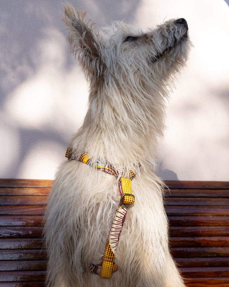 Weißer Hund trägt ein Hundegeschirr mit afrikanischem Muster von SUNNY BERLIN im Vintage Look