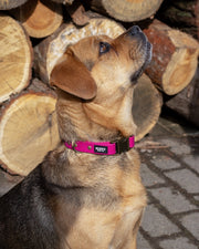 Dog Collar BioThane® – Berry