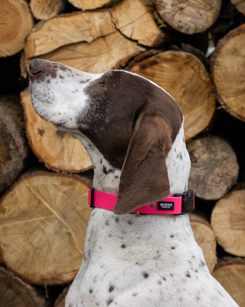 Hund trägt ein Hundehalsband aus Biothane in pink von SUNNY BERLIN