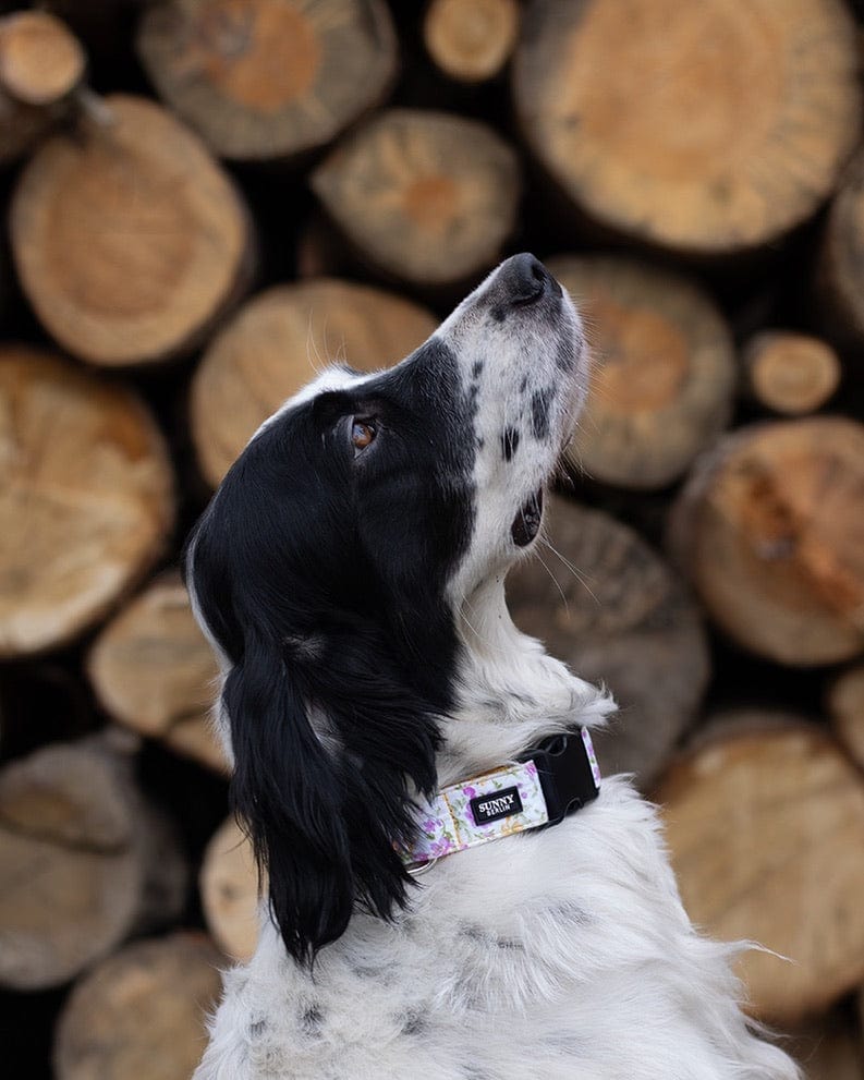 Hund trägt ein Hundehalsband in gelb mit Blumenmuster von SUNNY BERLIN