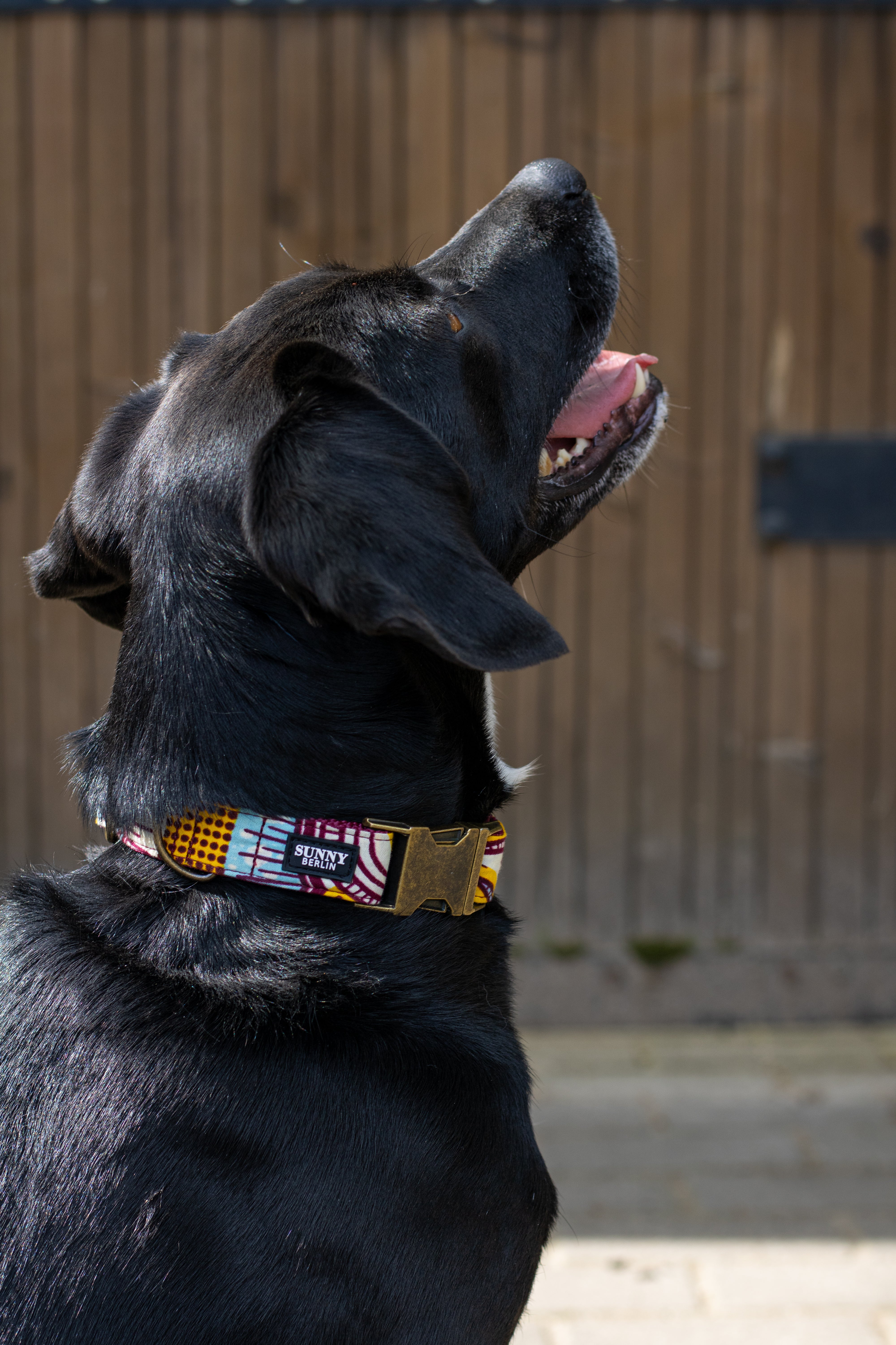 Schwarzer Hund trägt Hundehalsband von Sunny Berlin mit traditionell afrikanischem Muster in bunt