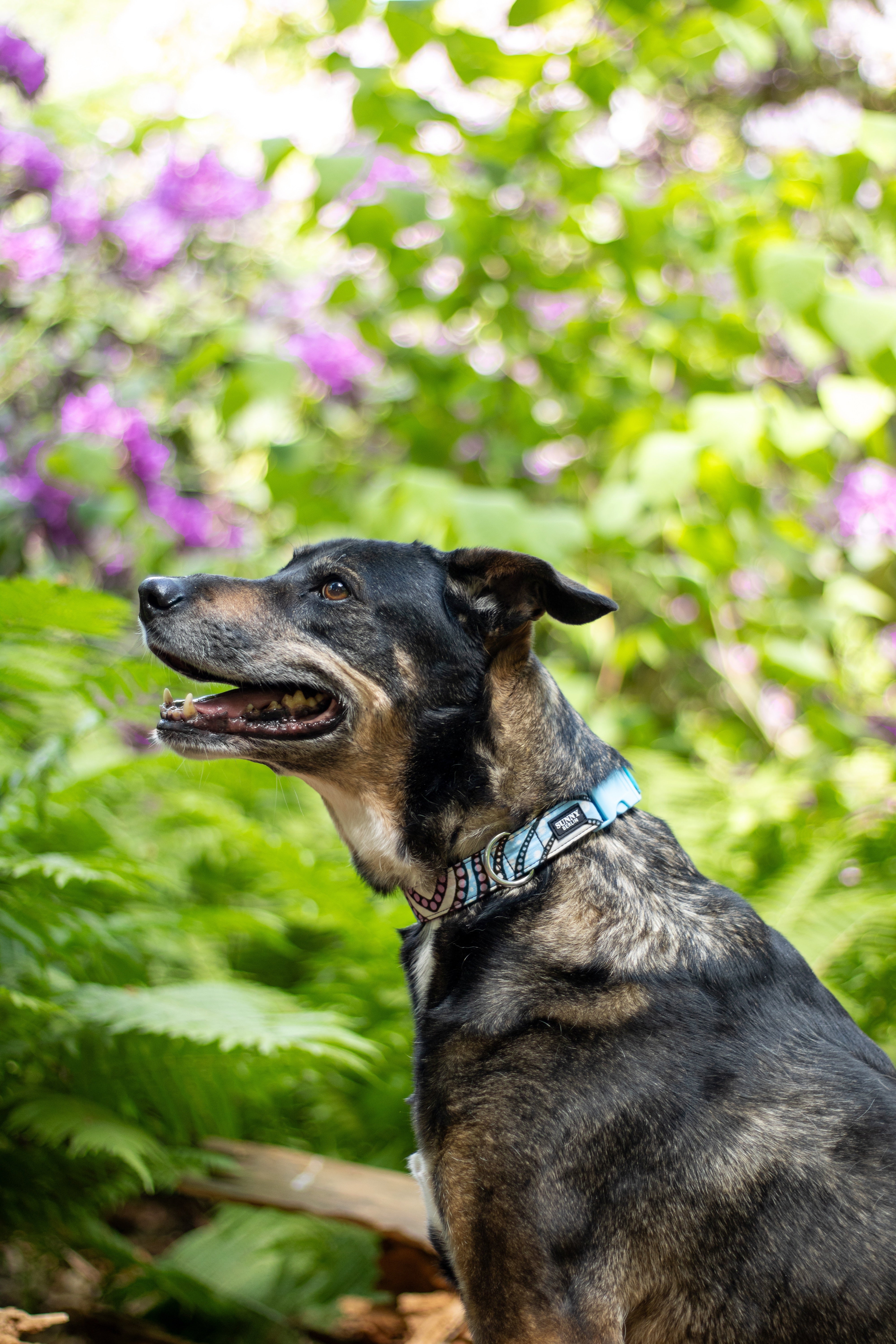 Schäferhundmix trägt ein Hundehalsband von Sunny Berlin mit traditionell afrikanischem Muster in türkis, braun, rosa und weiß. Verschluss aus Kunststoff in hellblau.