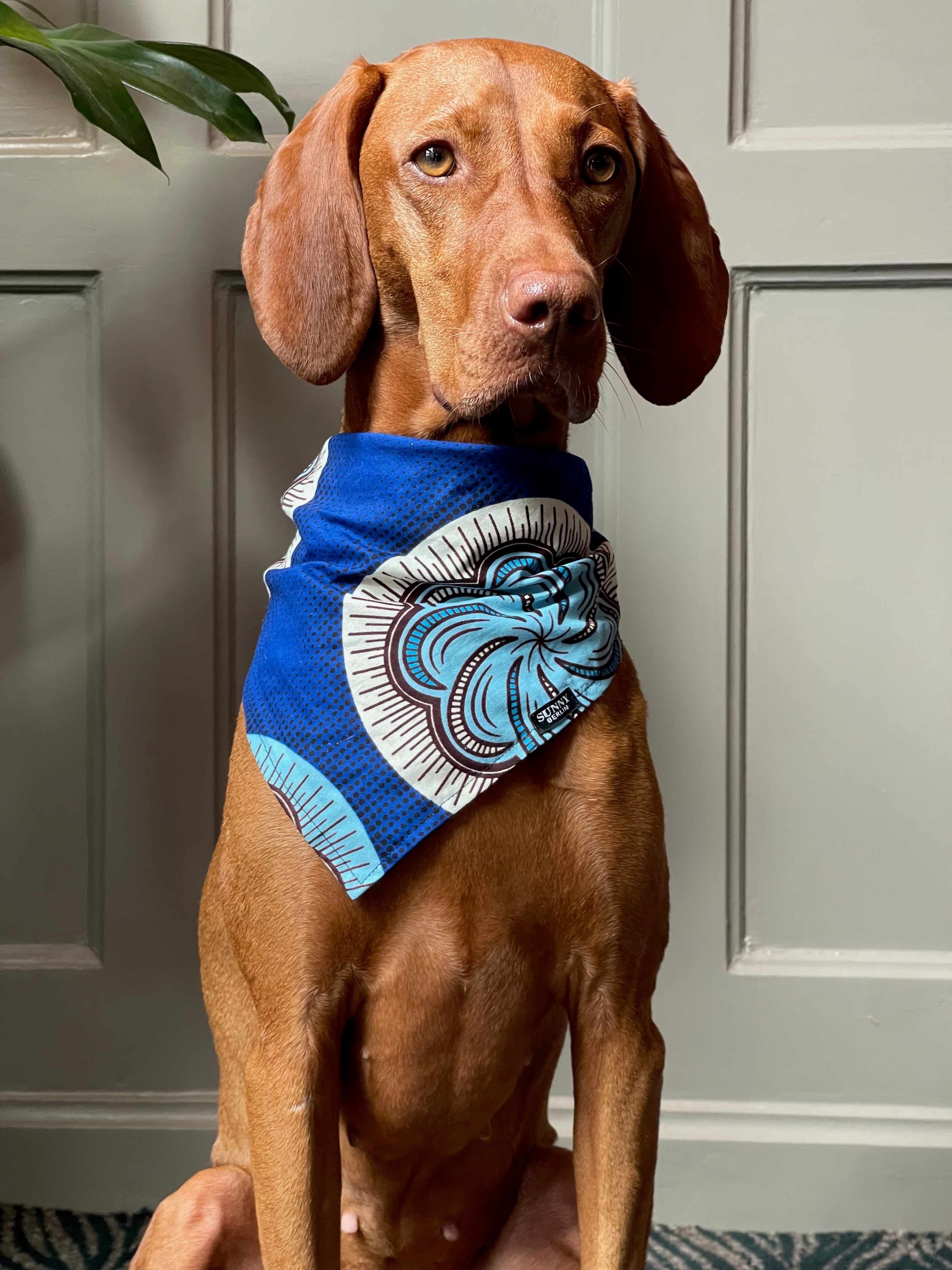 Vizsla trägt ein Hundehalsband von Sunny Berlin mit traditionell afrikanischem Muster in Blautönen