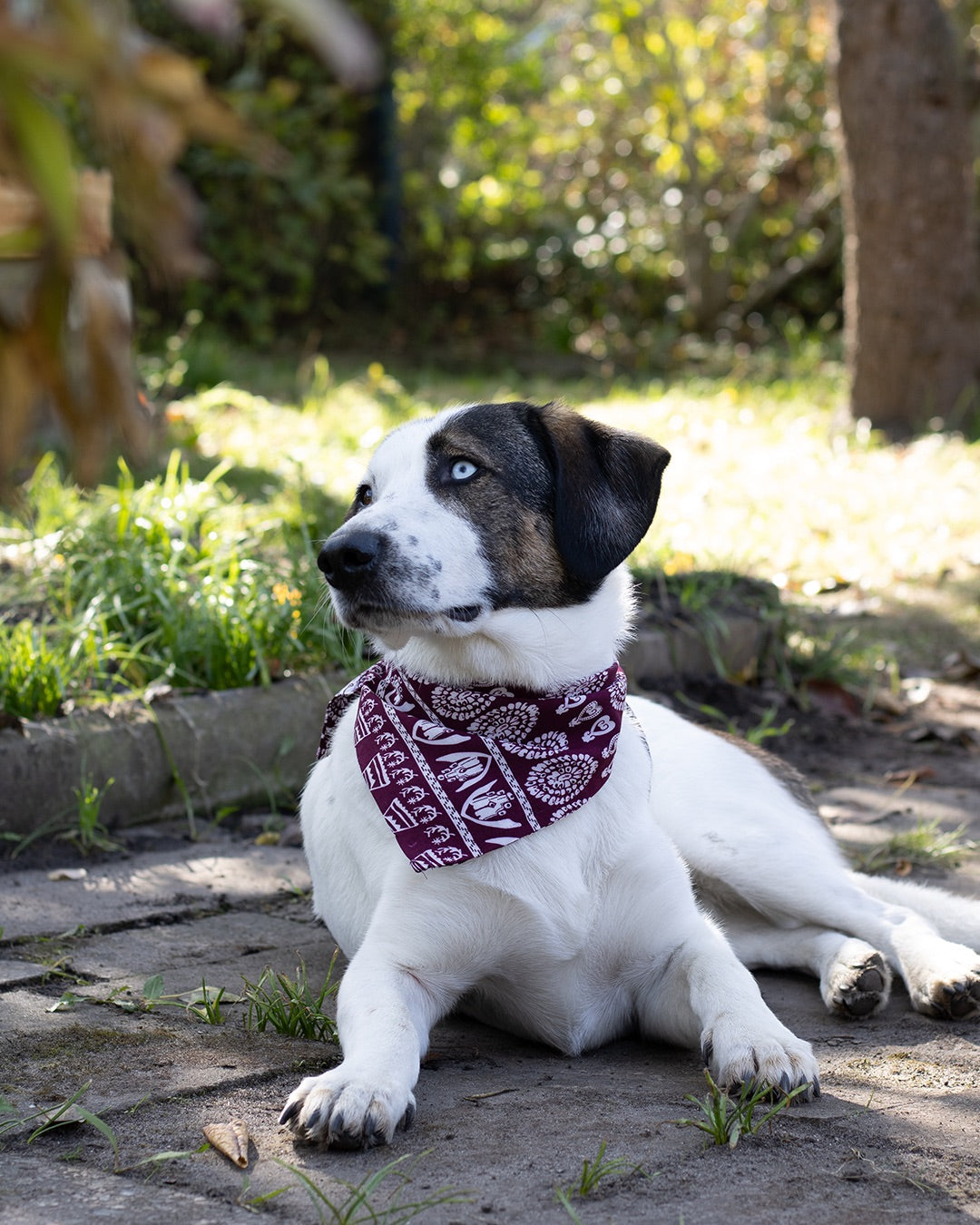 Weißer Hund mit schwarz brauner Kopfhälfte liegend im Grünen, er trägt ein Hundehalstuch von Sunny Berlin in auberginefarben mit weißen Aztekenmuster im Bohostyle