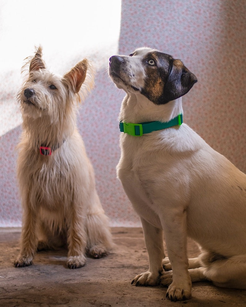 Zwei Hunde tragen bunte vegane Hundehalsbänder von SUNNY BERLIN