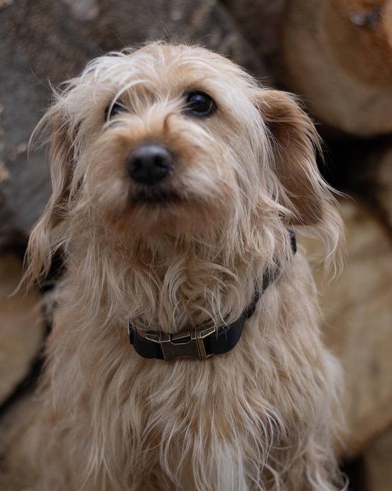 Hund mit weißem Fell trägt ein Hundehalsband aus Biothane in braun, von SUNNY BERLIN, im Vintage Look