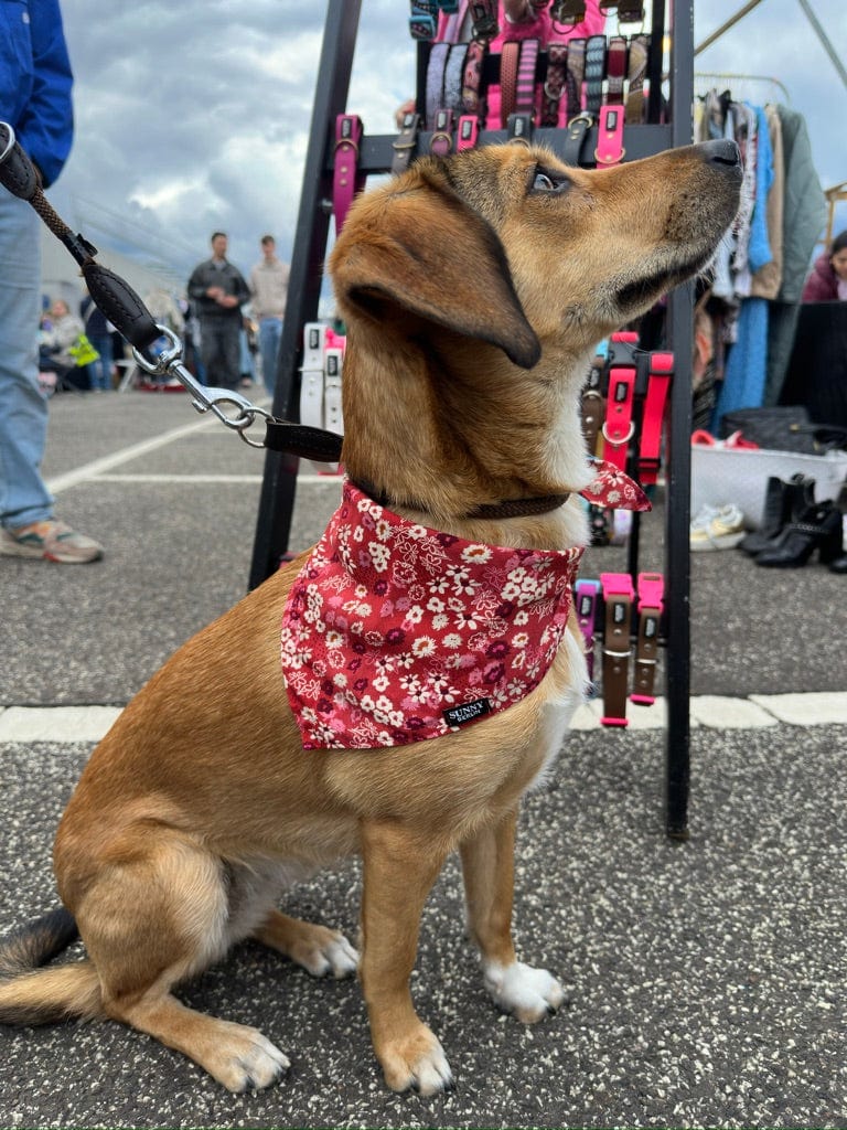 Hellbrauner Hund trägt ein rostrotes Hundehalstuch mit Blumenmuster von SUNNY BERLIN