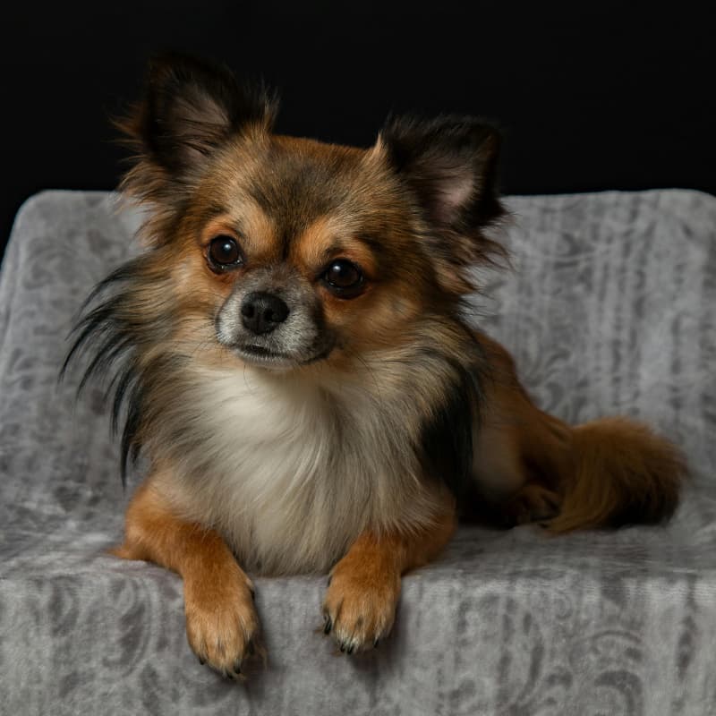 Ein Chihuahua liegt auf einem Sessel