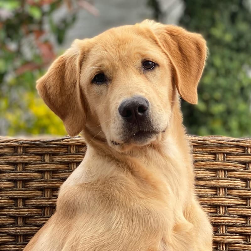 Ein Golden Retriever sitzt in einem Korb und schaut in die Kamera